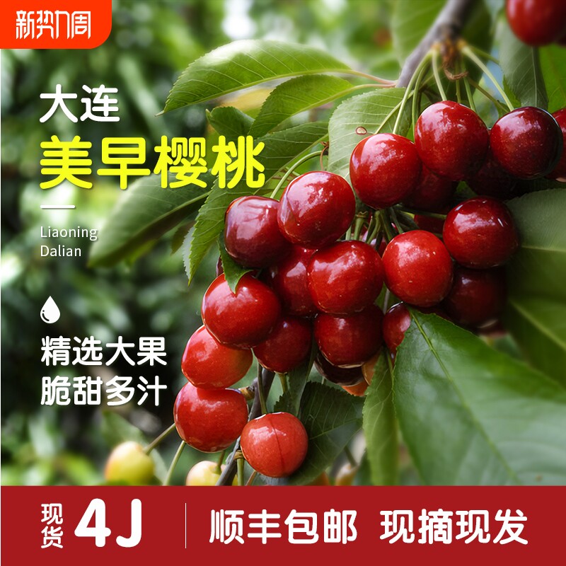 大连美早樱桃新鲜水果车厘子5斤当季4J整箱大珍珠孕妇包邮国产10