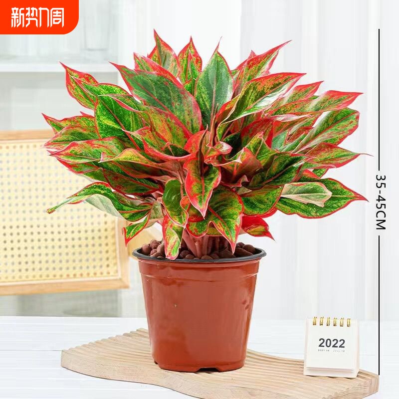 万年红盆栽花卉植物如意皇后观叶绿植四季室内好养