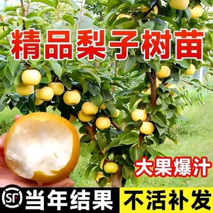 梨树果苗嫁接苗翠冠梨树丰水梨子树苖地栽当年结果梨树苗果树果苗