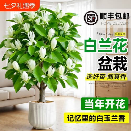 白兰花盆栽老桩玉兰花树苗黄角兰带花苞室内四季开花卉阳台白玉兰