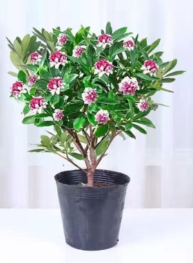 金边瑞香冬季花卉盆栽绿植盆栽室内年宵花卉浓香型盆栽花