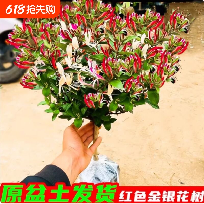 金银花树苗盆栽四季花卉开花耐寒药用花卉易养活室内阳台庭院植物