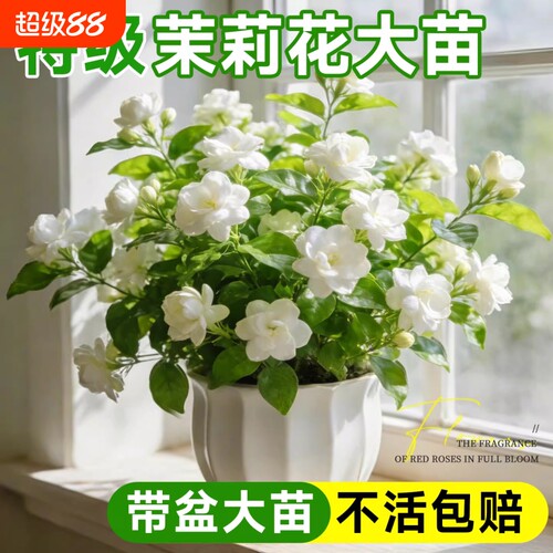 茉莉花盆栽花卉植物室内花四季开花树苗阳台庭院好养易活驱蚊绿植