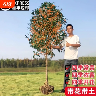 桂花树苗大树庭院地栽原生金桂丹桂浓香型花卉盆栽植物四季桂花开
