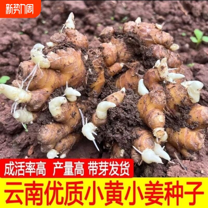 云南生姜种子正宗小黄姜春季种苗批发老姜带芽种植