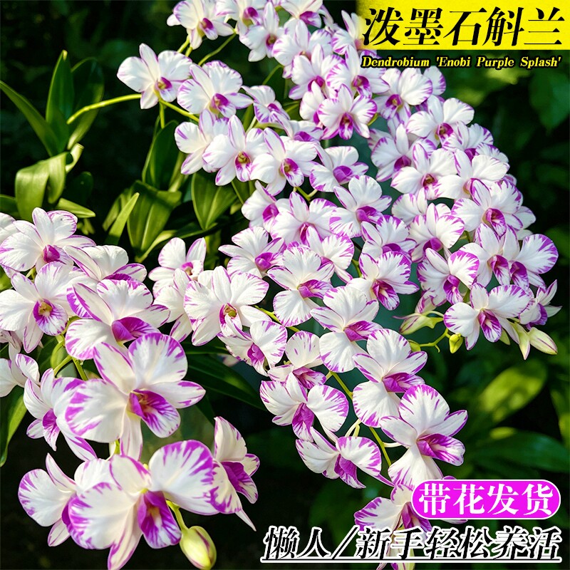 名贵白泼墨秋石斛兰花苗室内高级感绿植盆栽好养浓香可水培花卉图片