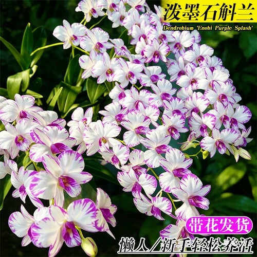 名贵白泼墨秋石斛兰花苗室内高级感绿植盆栽好养浓香可水培花卉