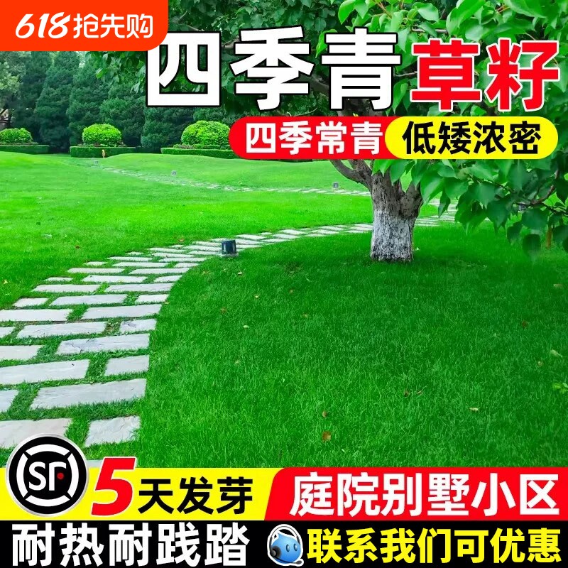 四季青草籽草坪耐寒耐旱四季常青庭院绿化护坡耐践踏种子高羊茅