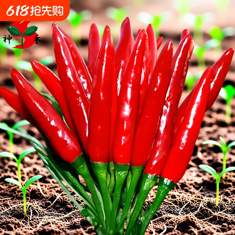 朝天椒辣椒种子神禾原种种籽辣小米椒天鹰椒春季四季蔬菜种孑菜籽