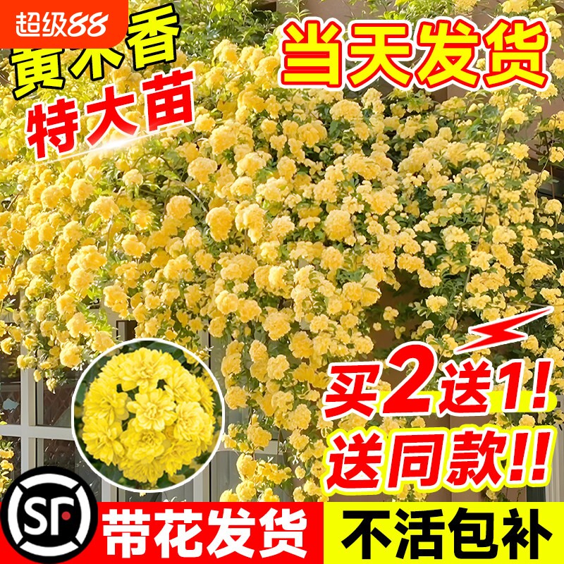 四季黄木香花苗|超4000次加购图片
