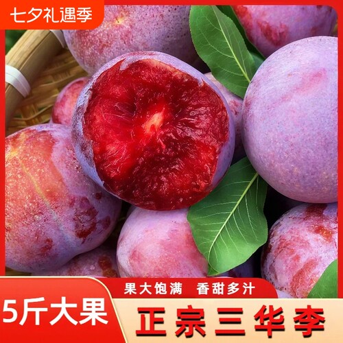 正宗老树大果正宗脆红李5斤