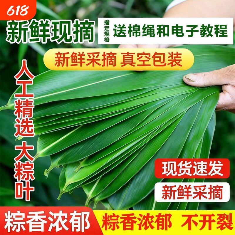 粽子叶棕叶新鲜大号天然精选包粽子叶子端午节商用批发新叶鲜粽叶