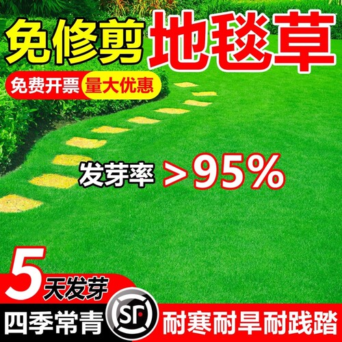 高尔夫高档地毯草四季常青草种籽矮生别墅庭院免修剪绿化草皮种籽