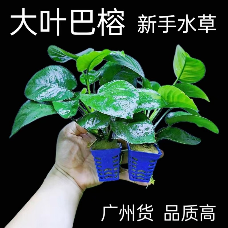 大叶巴榕水榕水草植物鱼缸造景真草绿植小摆件好养活新手入门沉木