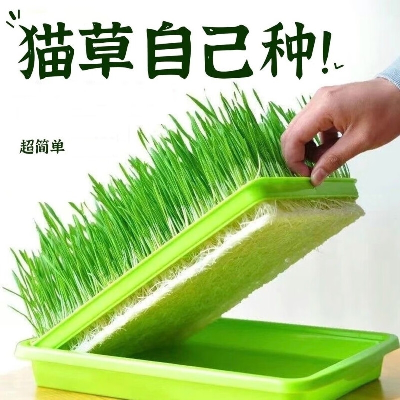 小麦粒猫草种子种孑种籽麦芽糖大麦黑麦芽苗菜育苗盘猫薄荷排毛球