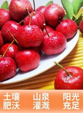 新鲜山楂鲜果糖葫芦原料酸甜做红果棉球雪球当季现摘大果批发精品