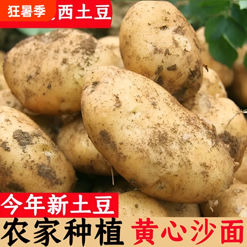 甘肃定西土豆新鲜黄心沙面土豆马铃薯农家土豆洋芋沙面土豆9斤 - 实物图
