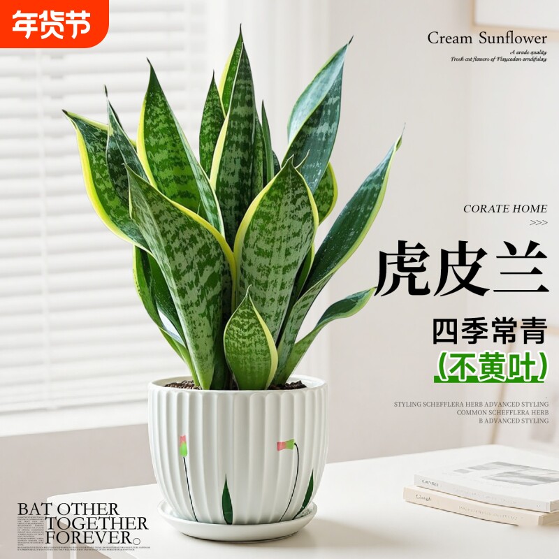 金边虎皮兰盆栽虎尾兰花卉多肉水培植物绿植室内四季常青耐阴