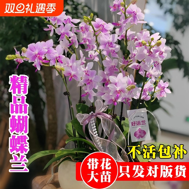 精品带花苞蝴蝶兰花苗七夕送礼高档年宵花卉鲜花室内好养绿植盆栽