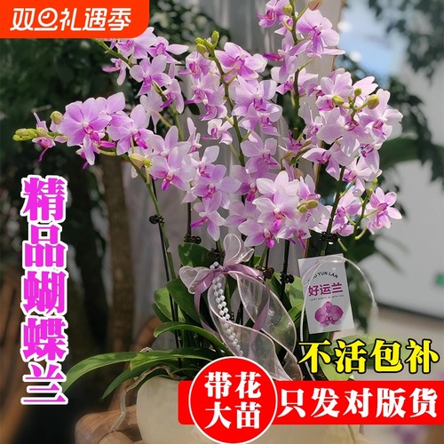 精品带花苞蝴蝶兰花苗七夕送礼高档年宵花卉鲜花室内好养绿植盆栽