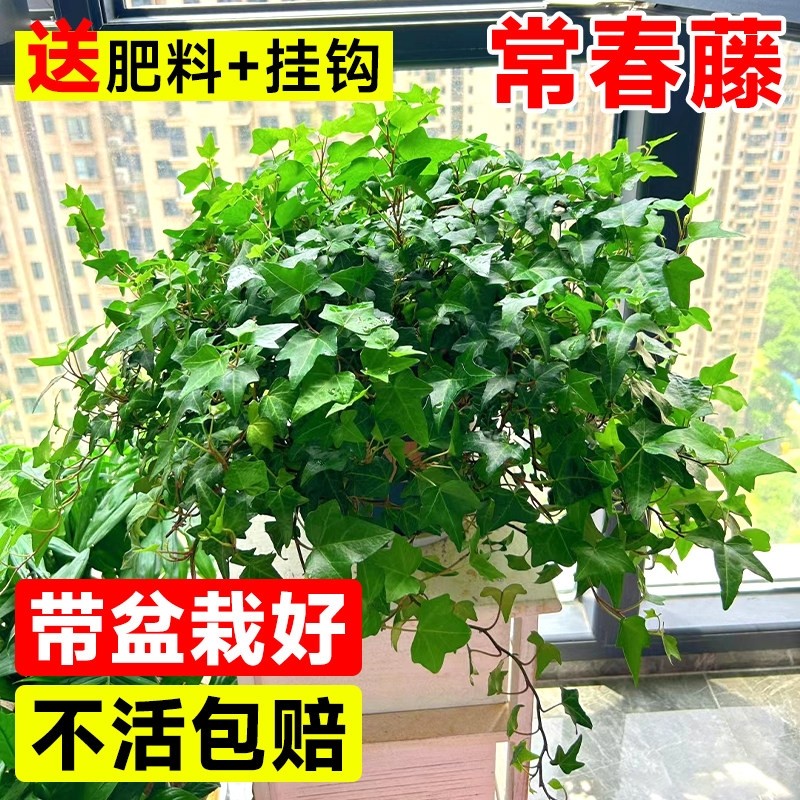 金边常春藤盆栽水培花卉植物室内垂吊兰绿植好养常青长青藤,鲜花速递/花卉仿真/绿植园艺,绿植,淘宝优惠券,粉丝福利购,淘宝优惠卷