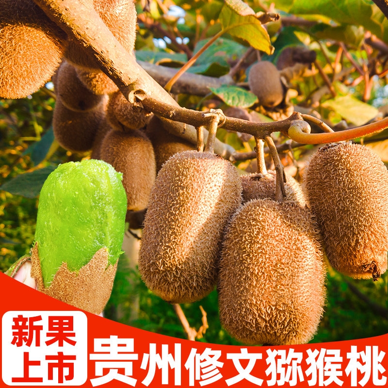 贵州贵长猕猴桃绿心修文猕猴桃奇异果当季新鲜孕妇水果现摘