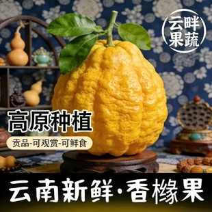 云南香橼果佛手果新鲜大果水果香橼香圆食用闻香观赏摆贡把玩放件