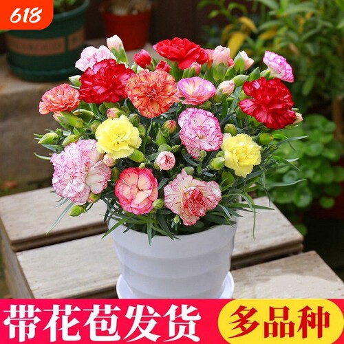 康乃馨盆栽花苗带花苞百合花鲜花卉室内绿植物四季开花母亲花香水