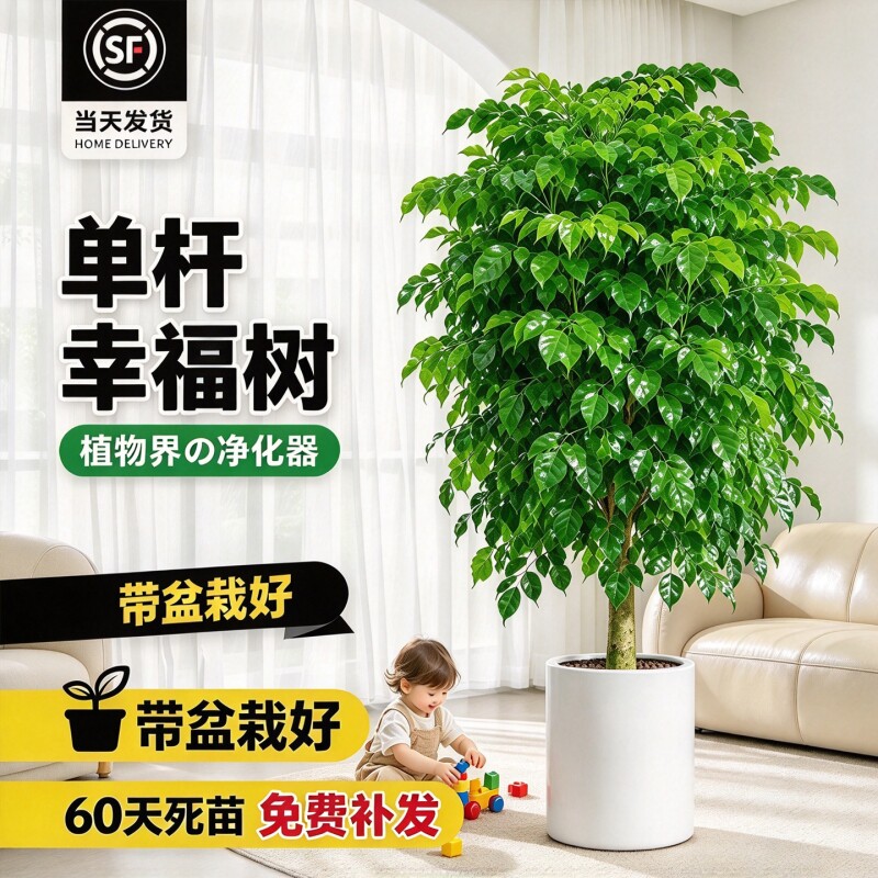 单杆幸福树盆栽大型落地盆栽绿植净化空气室内客厅玄关四季常青