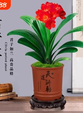 君子兰盆栽圆头和尚带花苞蝴蝶兰花卉盆景室内绿植物四季客厅开花