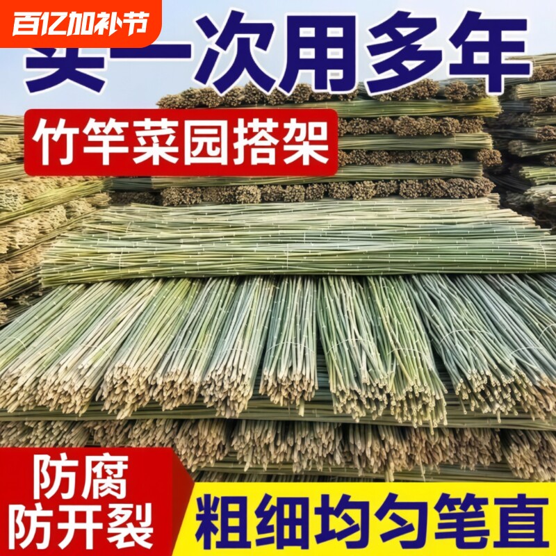 小竹杆爬藤架竹竿菜园搭架豆角竹篱笆栅栏彩旗竹竿子花架围栏竹子
