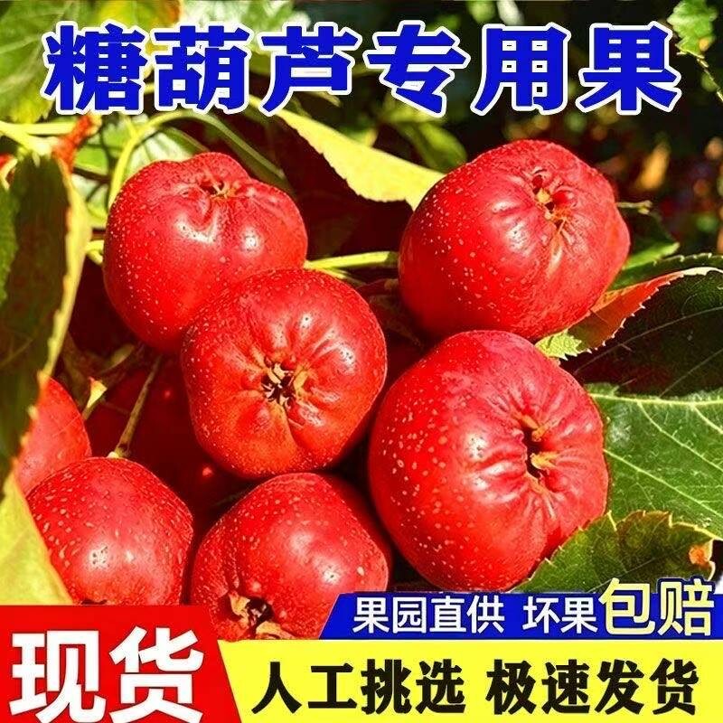 【新鲜山楂果】大金星冰糖葫芦专用红果纯农家鲜大五棱甜红子山楂