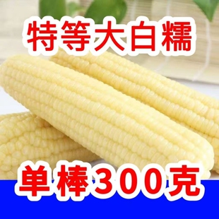 东北玉米正宗东北糯玉米白糯玉米黏糯玉米大棒甜糯玉米香甜糯玉米
