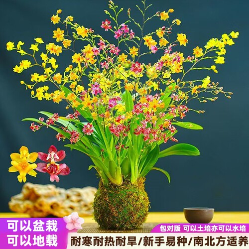 重瓣香水兰文心兰梦香兰跳舞石斛兰植物庭院地载阳台盆栽绿植花卉