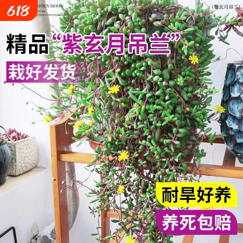 多肉植物佛珠紫玄月名贵吊兰室内阳台花卉盆栽垂吊情人泪高端绿植