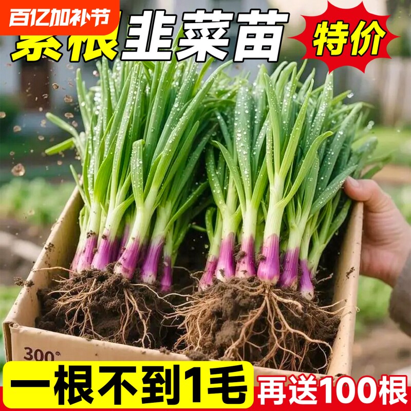 四季韭菜根苗宽叶蔬菜紫根盆栽红根九菜秋冬季韭菜苗种植新鲜高产