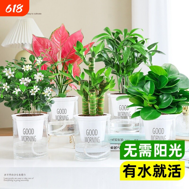 水培绿萝吊兰发财树盆栽绿植物室内植物好养花卉客厅金钻开花桌面