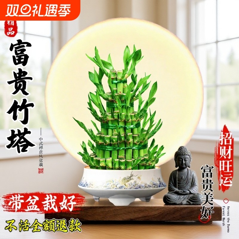 富贵竹植物客厅招财竹塔绿植盆栽粗杆带根易活桌面水培植物办公室