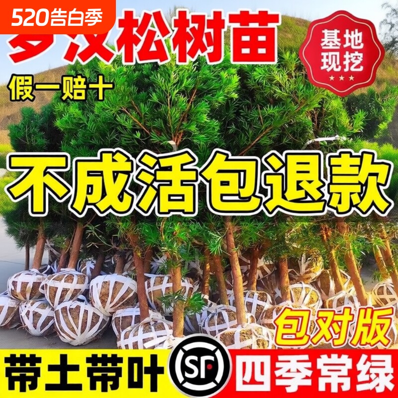 罗汉松树苗盆景小叶雀舌室外庭院盆栽地栽造型名贵绿化苗耐寒耐阴