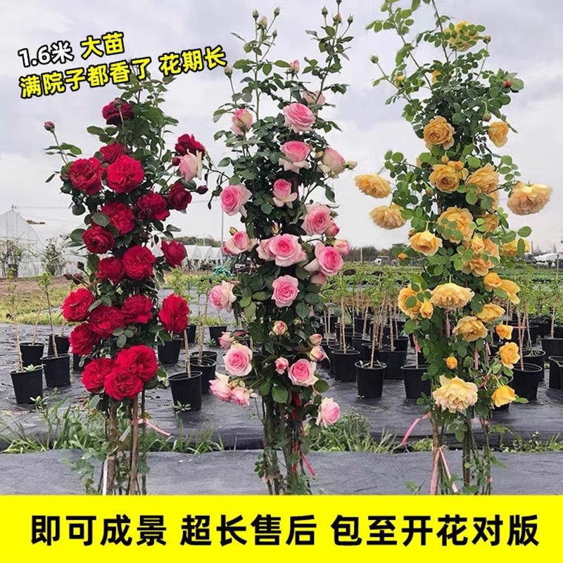 1米6特大苗蔷薇花苗藤本月季庭院爬藤种植物四季开花盆栽花卉玫瑰