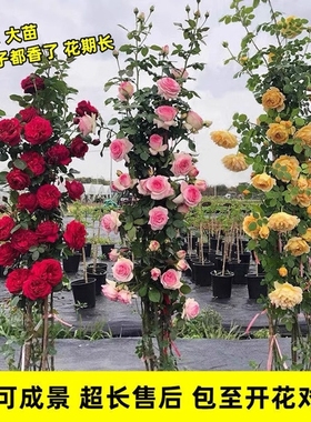 1米6特大苗蔷薇花苗藤本月季庭院爬藤种植物四季开花盆栽花卉玫瑰