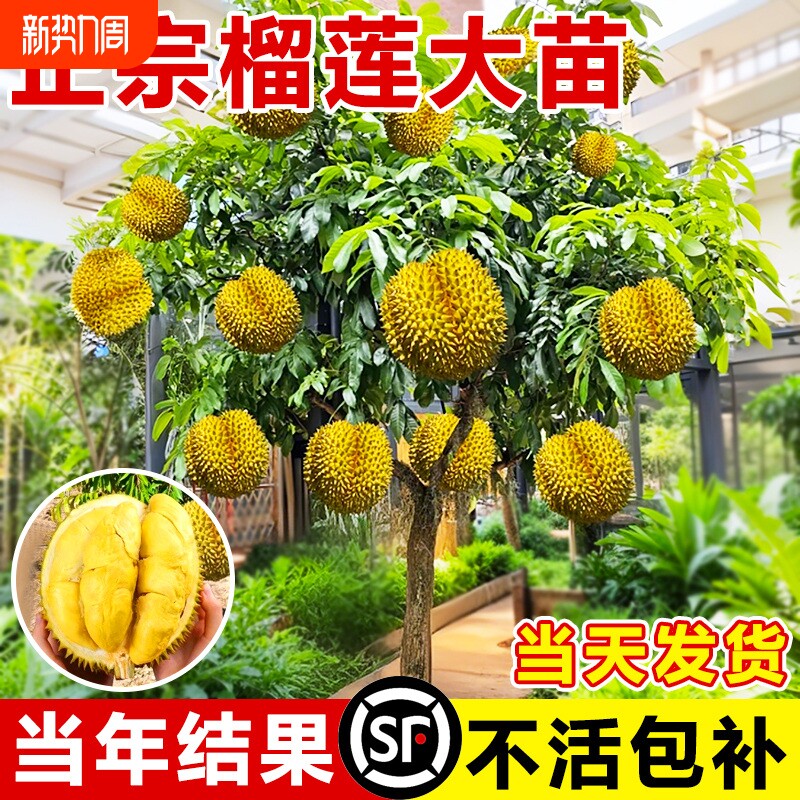榴莲树果树南北方种植金枕大树正宗广西嫁接猫山王矮化水果树盆栽
