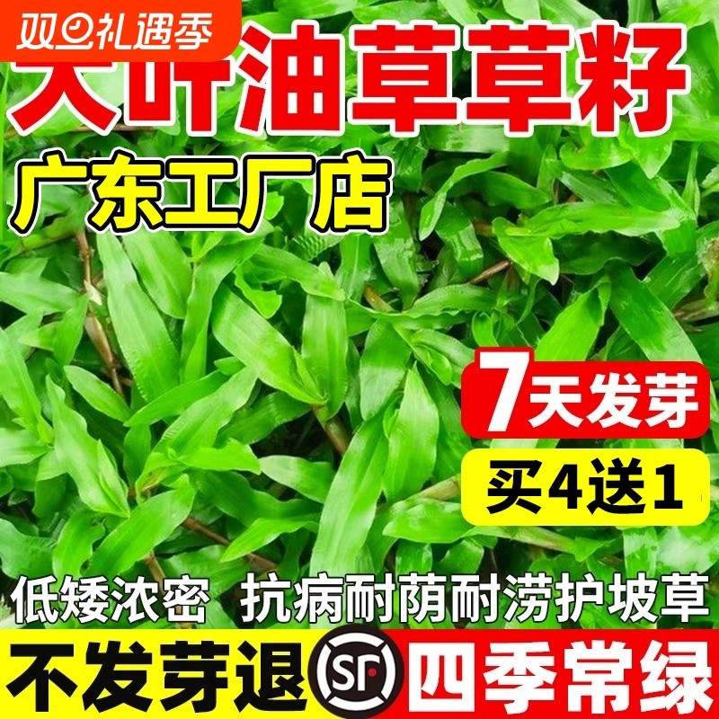 大叶油草草籽庭院绿化地毯草种籽矮化耐踩免修剪四季常青草坪种子