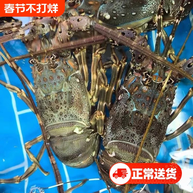 探味岛顺丰包邮新鲜小青龙小龙虾鲜活冷冻澳龙大青龙水产深海速冻