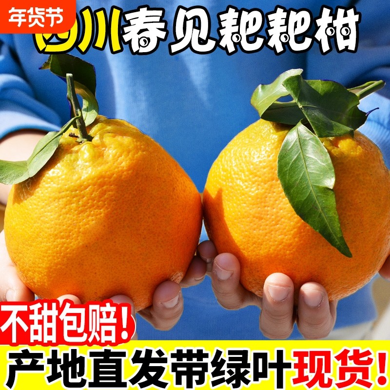 正宗四川春见耙耙柑爆甜粑粑柑新鲜孕妇水果当季整箱柑橘子礼盒装,水产肉类/新鲜蔬果/熟食,桔子,淘宝优惠券,粉丝福利购,淘宝优惠卷