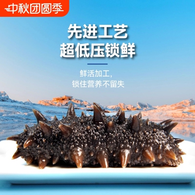 大连即食海参500g顺丰当天发货