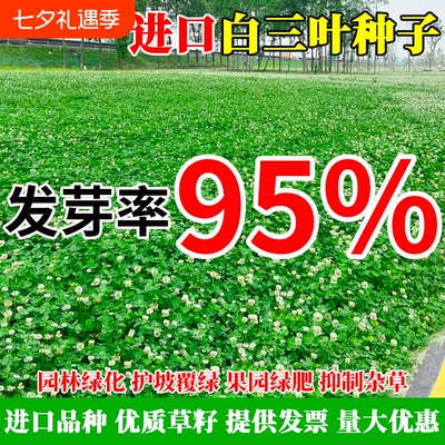 进口三叶草种子红三叶白三叶种籽幸运草四季常青耐寒绿化草坪草籽