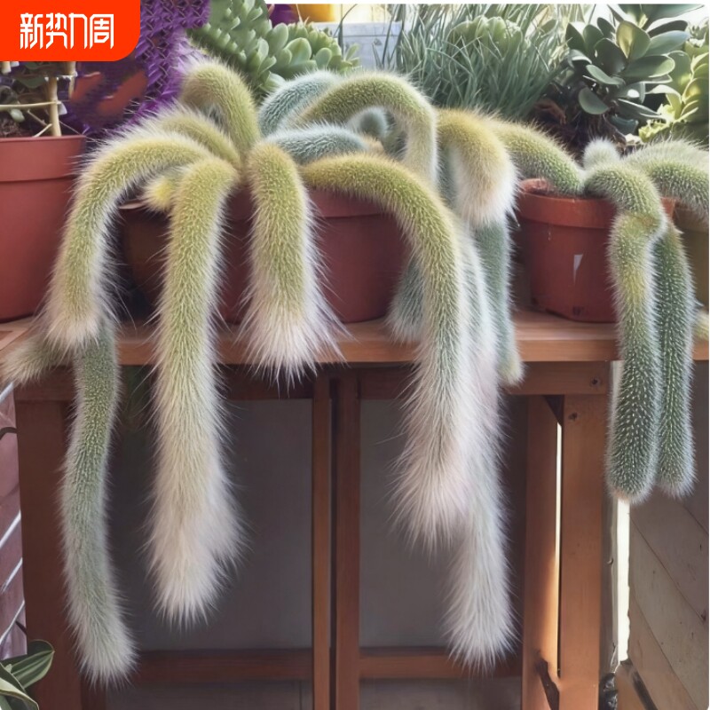 九尾狐长毛多肉软毛盆栽猴尾柱植物尾巴开花垂吊室内办公室好养