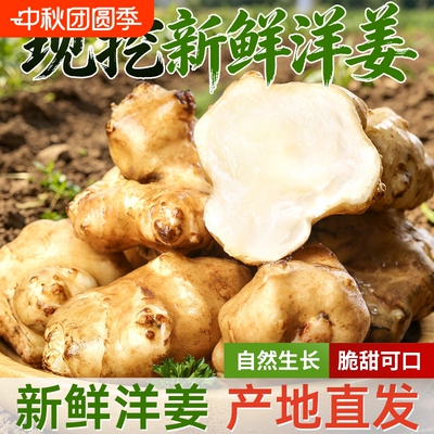 正宗新鲜洋姜鬼子姜现挖农家自种洋姜泡菜淹白菜白皮洋姜凉拌蔬菜