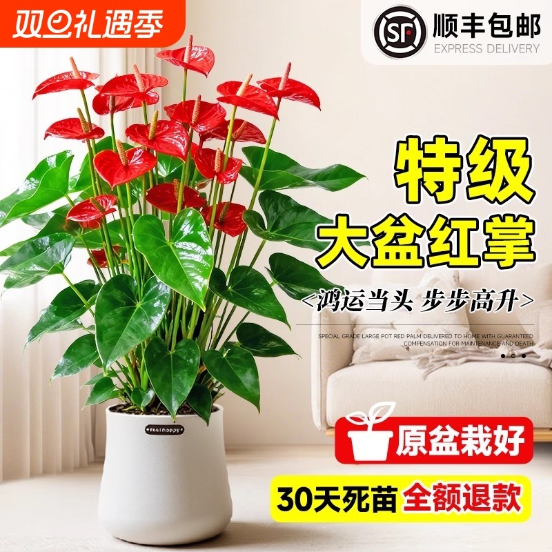 大盆特级红掌盆栽花卉植物室内绿植鸿运当头四季开花好养中式盆景